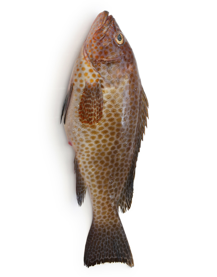 Grouper Hamour (Gissar) Fish