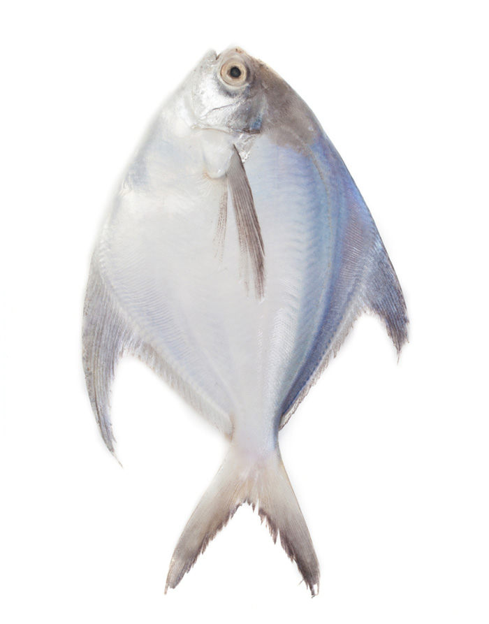 White Pomfret (Safaid Paplet) Fish