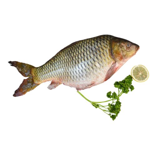 Common Carp (Gulfam)