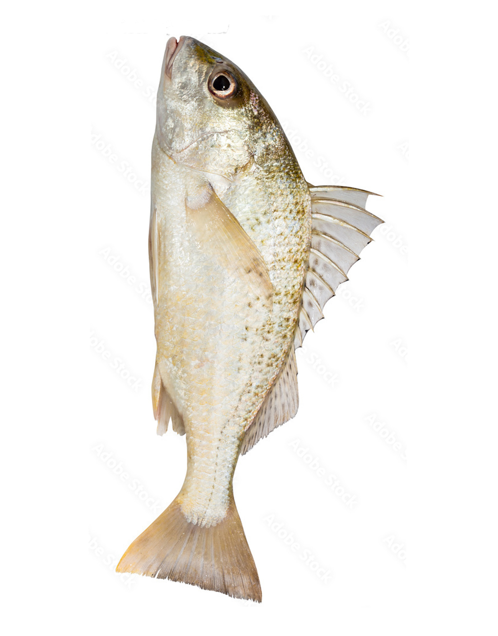 Grunter (Dhotar) Fish