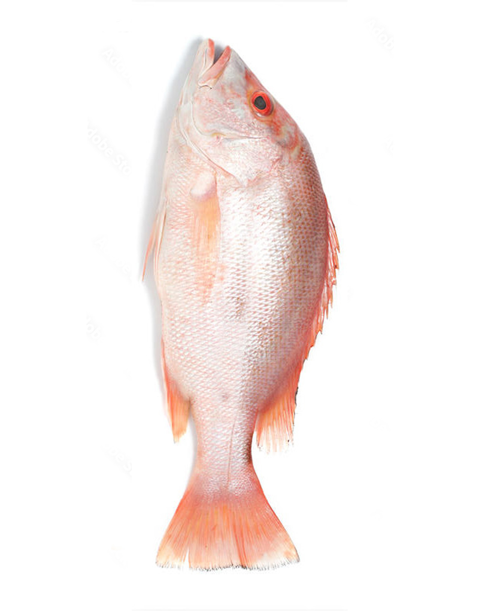 Red Snapper (Heera) Fish