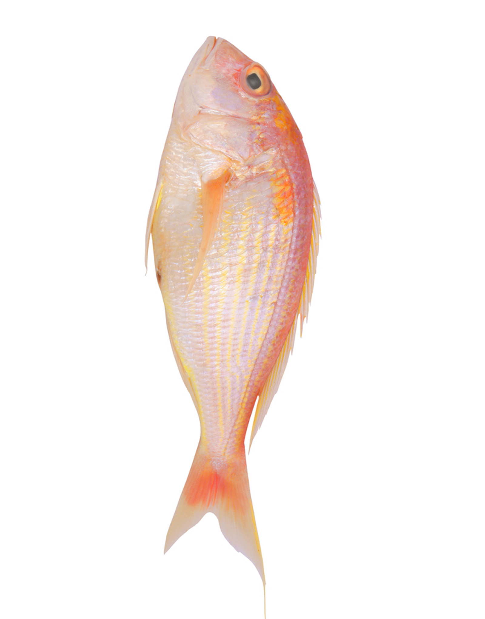 Threadfin Bream (Chakori) Fish