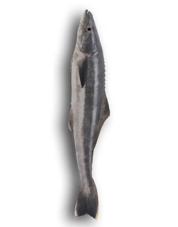 Cobia (Sangra) Fish