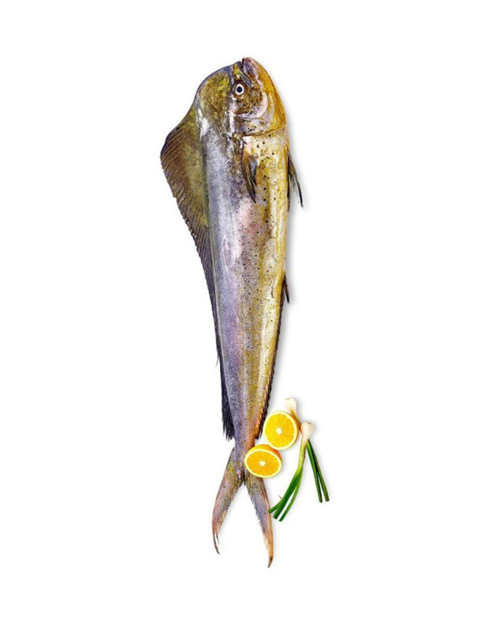 Mahi Mahi (Ambrose) Fish