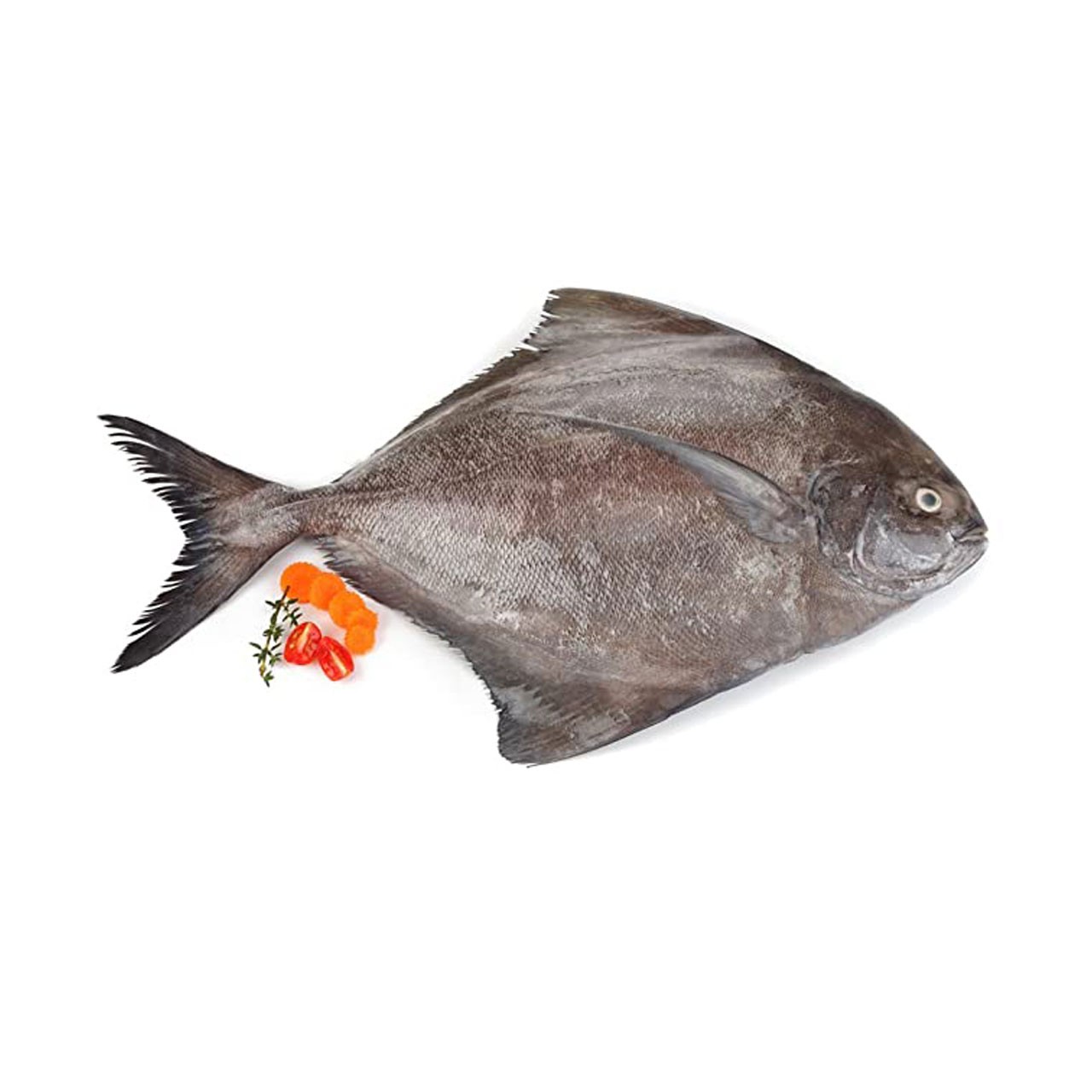 Black Pomfret (Kala Paplet) Fish