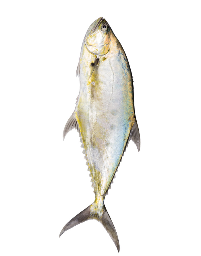 QueenFish (Saram or Alhari) Fish