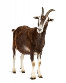Sadqa Goat 15-18 Kg Live weight