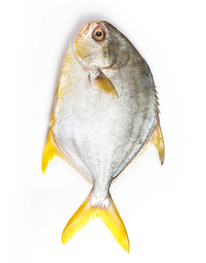 Golden Pomfret (Sonab) Fish