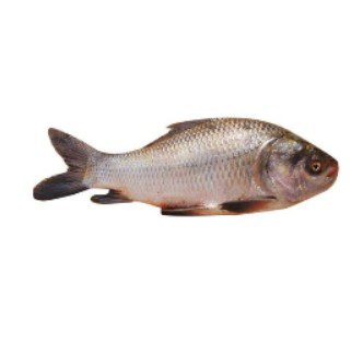 Rohu Fish