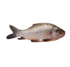 Rohu Fish
