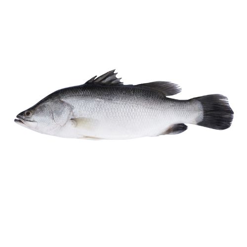 Barramundi (Dangri) Fish