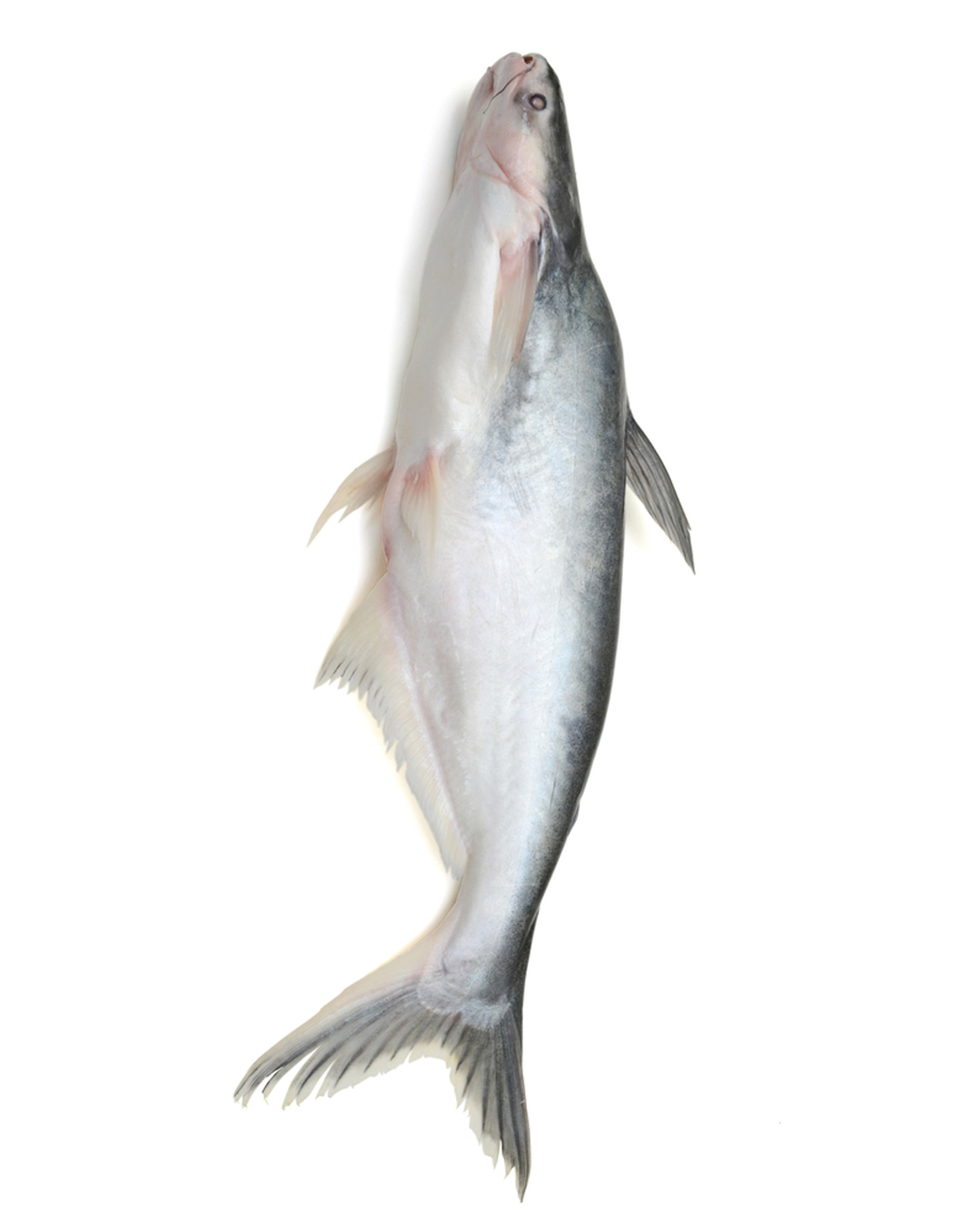 Cat Fish (Khagga) (Singhara) 