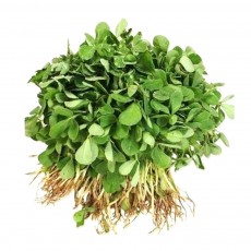 Fenugreek