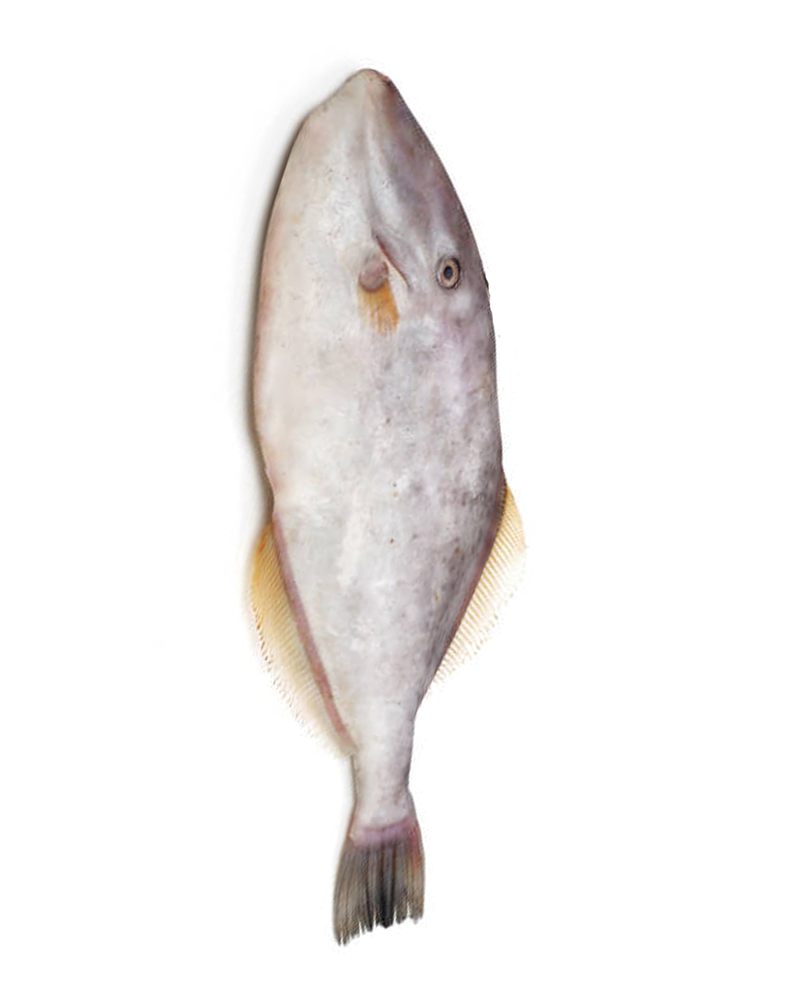 Leatherjacket (Irani Paplet) Fish