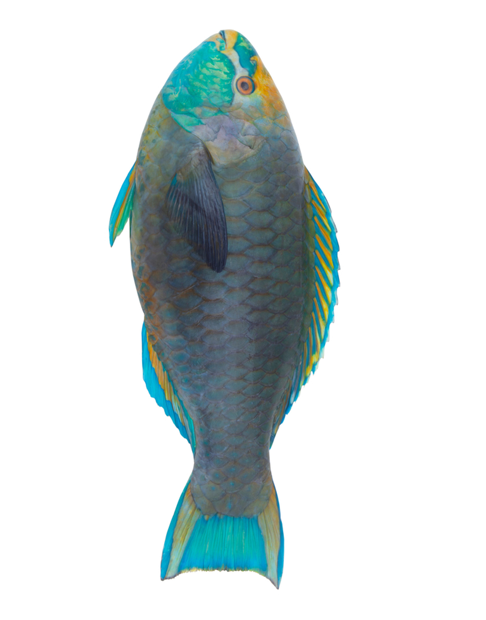 Parrot (Hareed) Fish