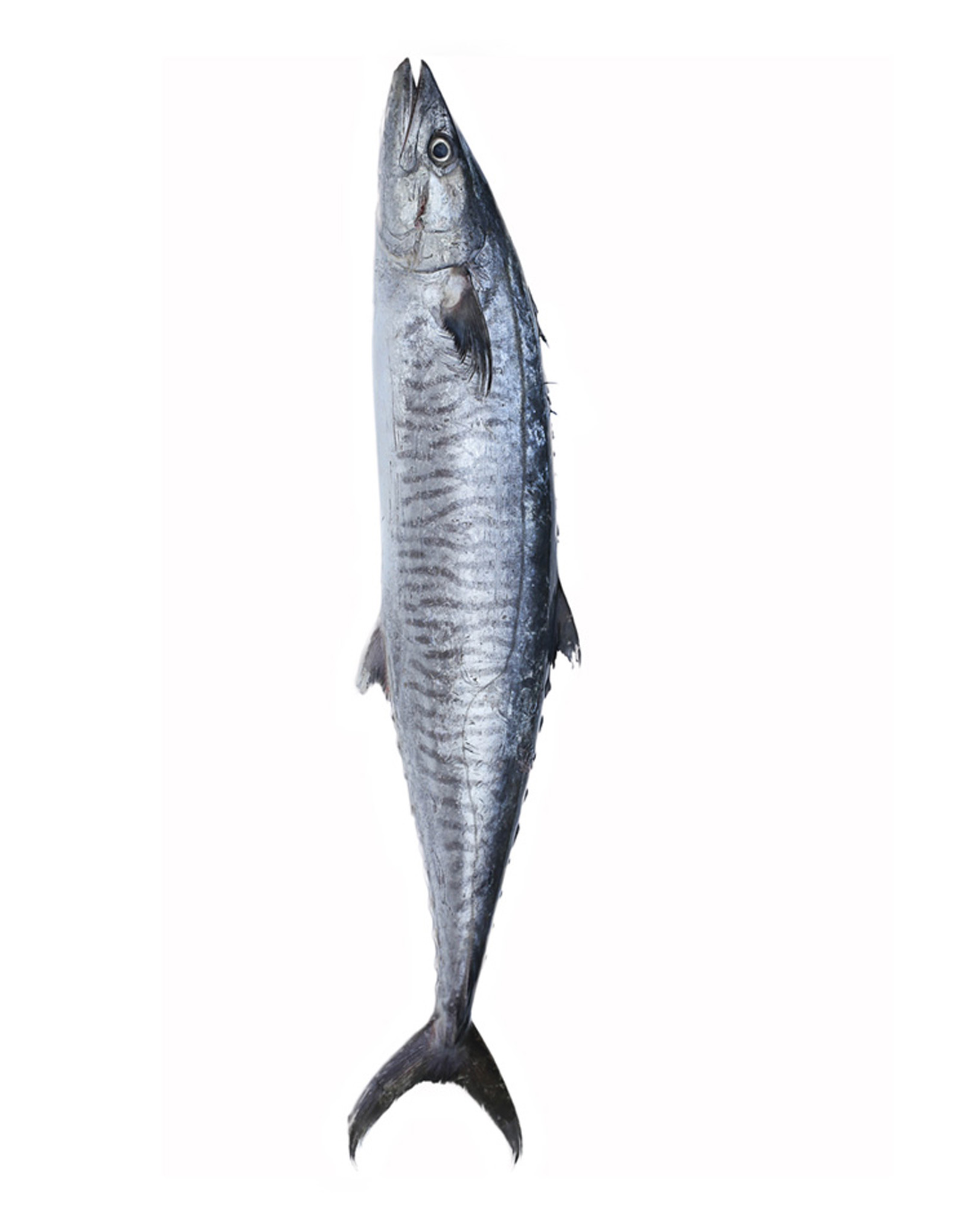 King Mackerel (Surmai) Fish