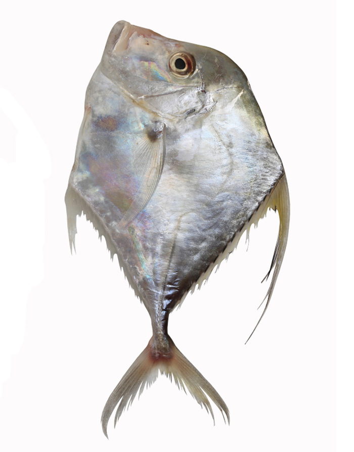 Diamond Trevally (Pattal) Fish