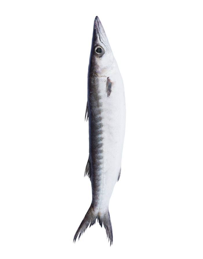 Black Barracuda (Kala Kund) Fish