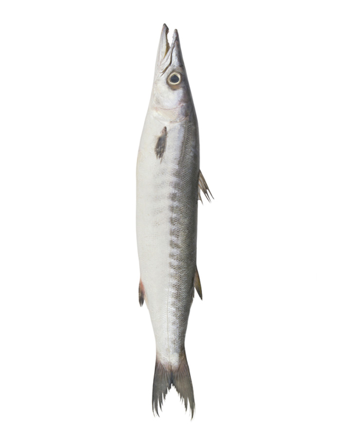 White Barracuda (Safaid Kund) Fish