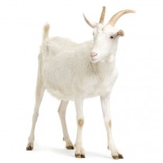 Sadqa Goat 20-24 Kg