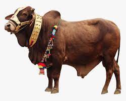 Aqeeqa Cow/Bull
