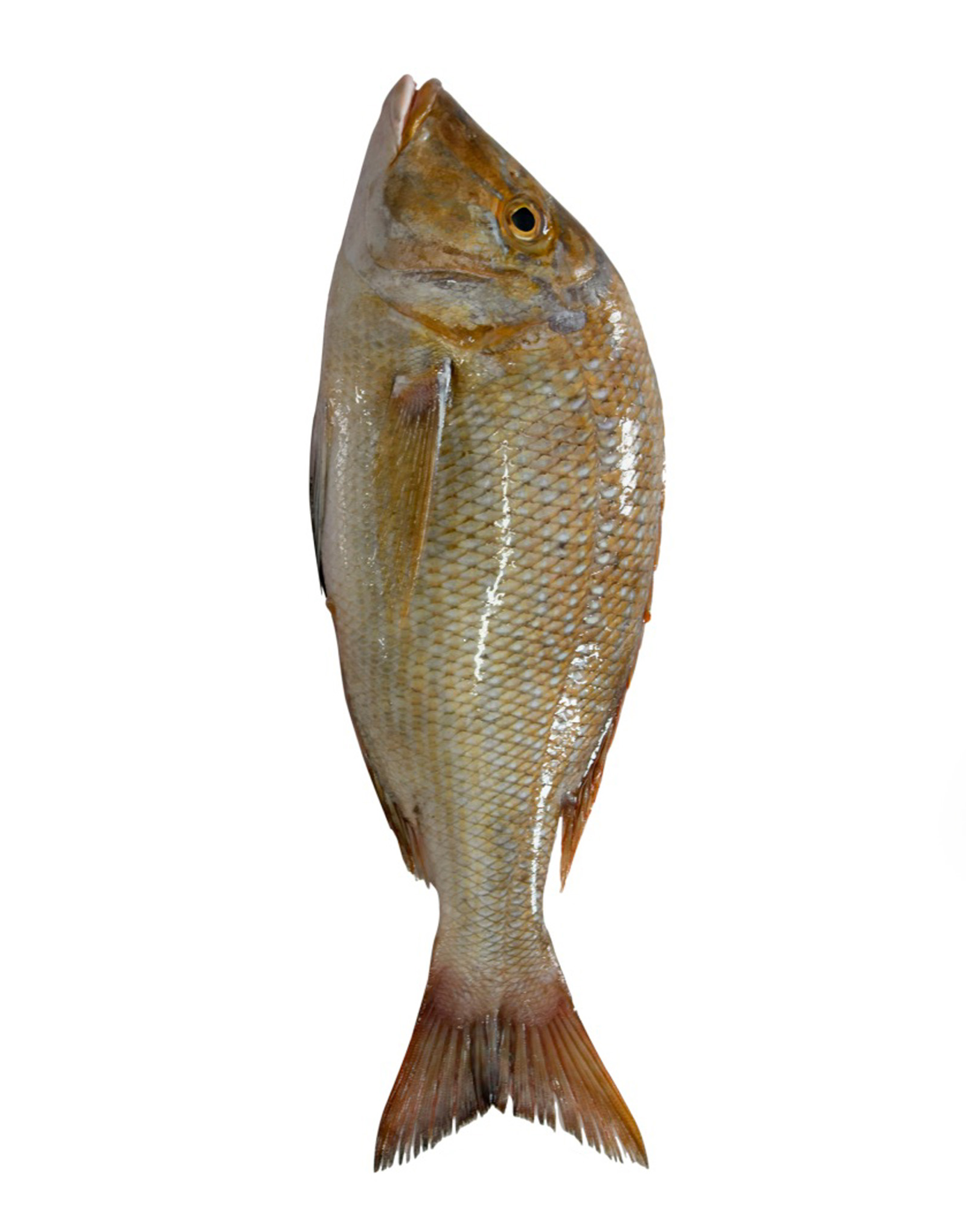 Emperor (Mulla) Fish