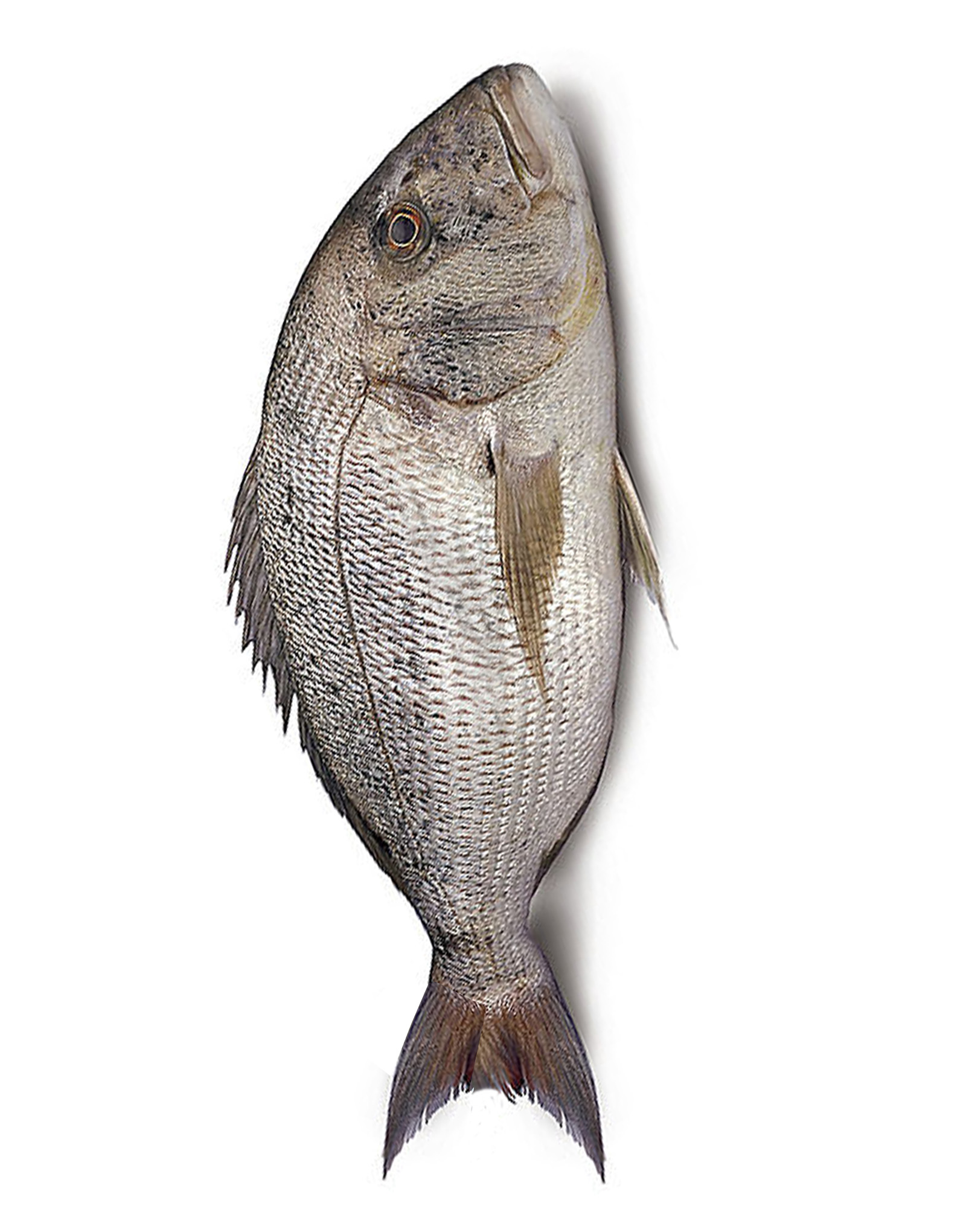 Dentex (Daathi) Fish